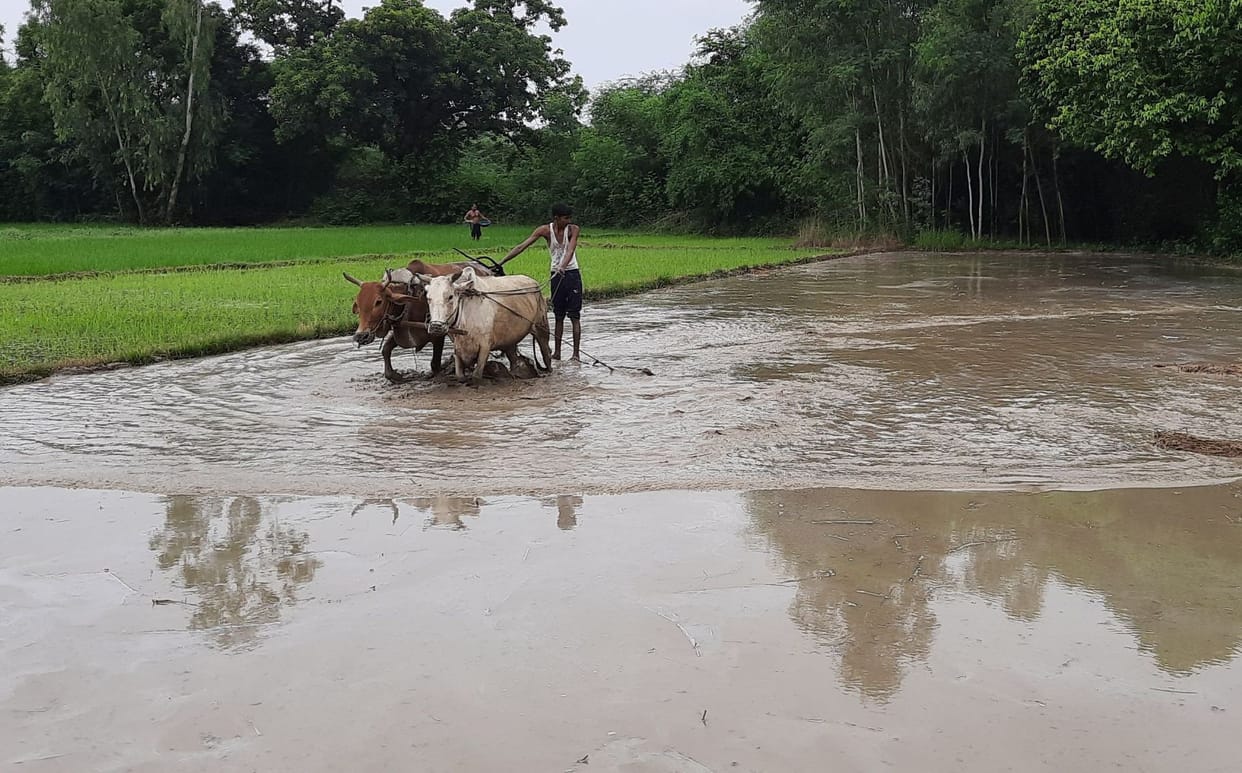 farmers started old techniques of farming due to high rate of diesel