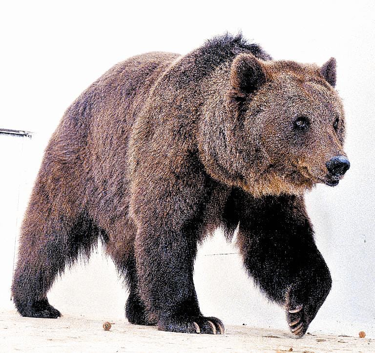 bear killed cow
