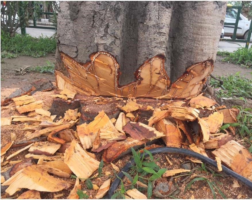 On the pretext of widening the road, the chest of greenery was attacked with an ax