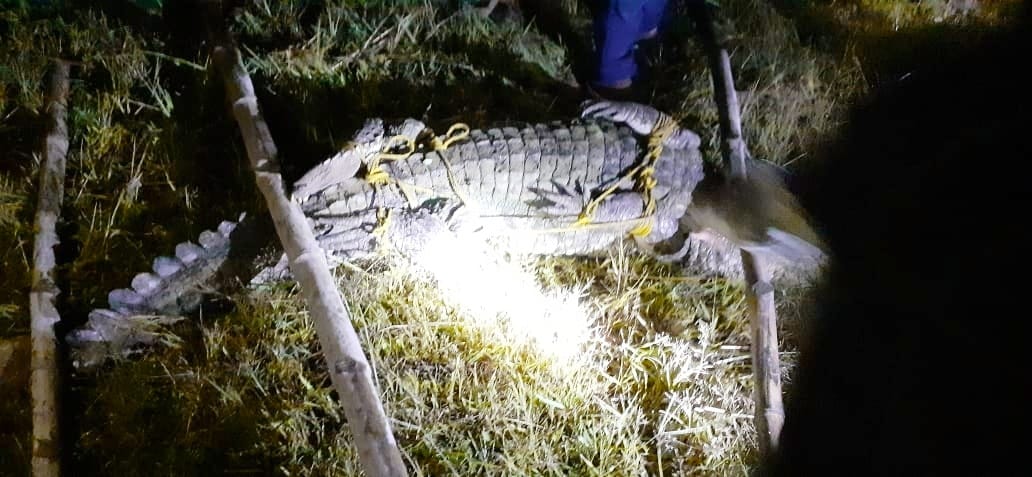 10 feet long crocodile found in paddy field