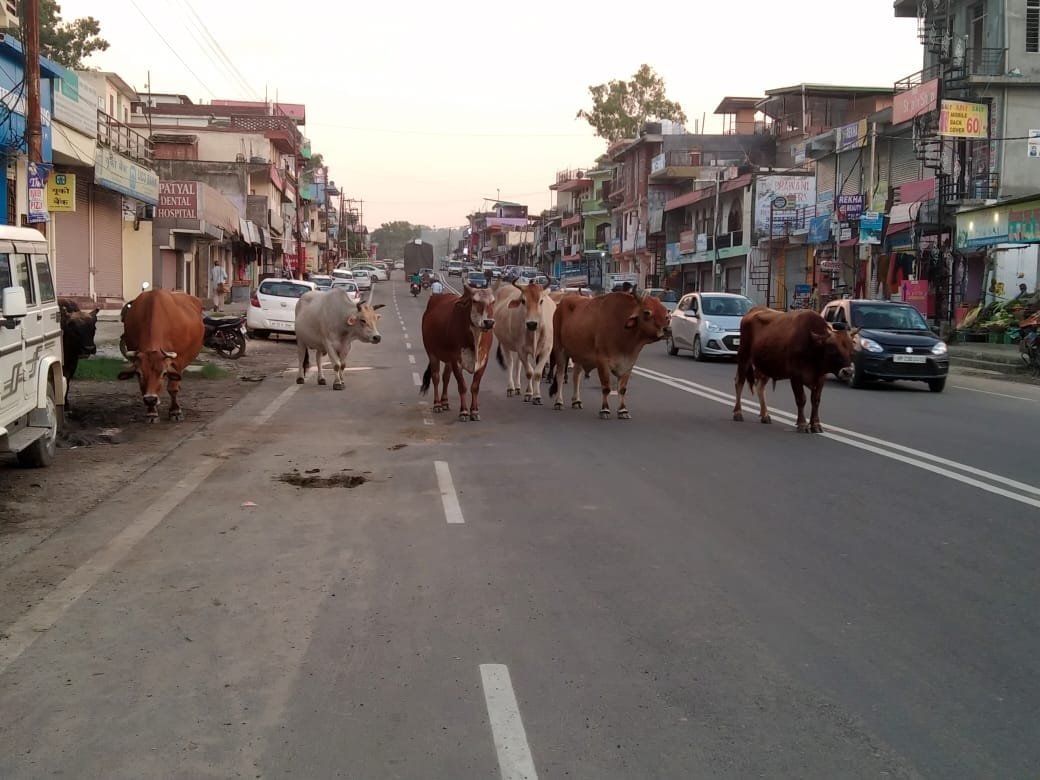 Unclaimed animals were not resolved in Dakdi