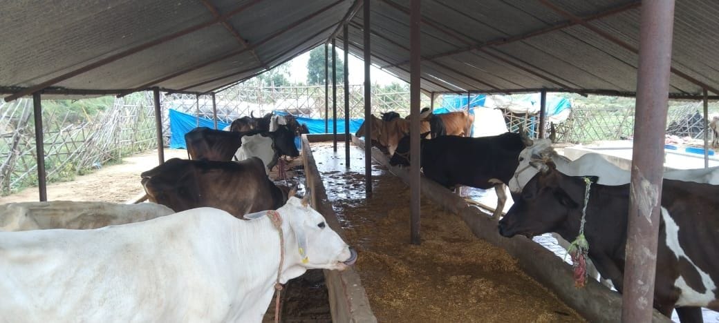 The condition of the cowsheds is not good, the neck can be measured