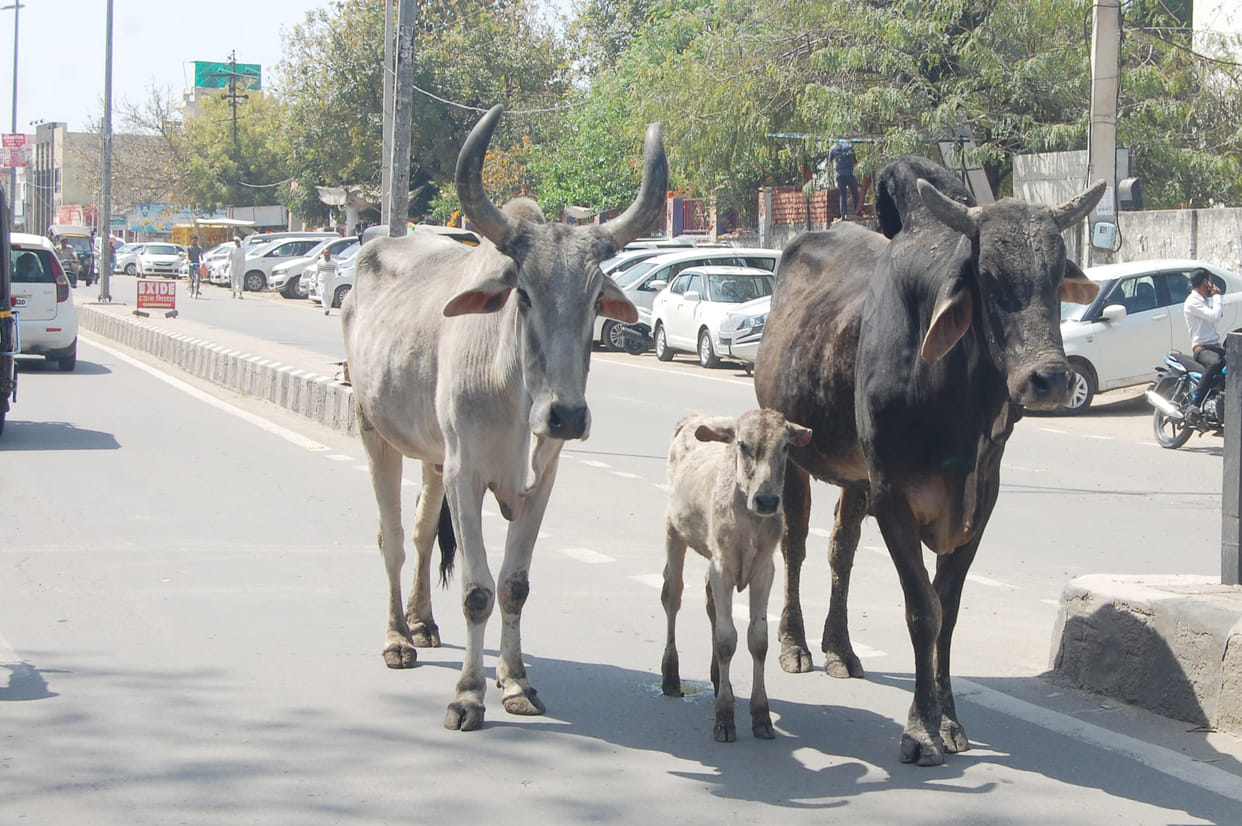 The gathering of destitute animals on the roads became a disaster for drivers