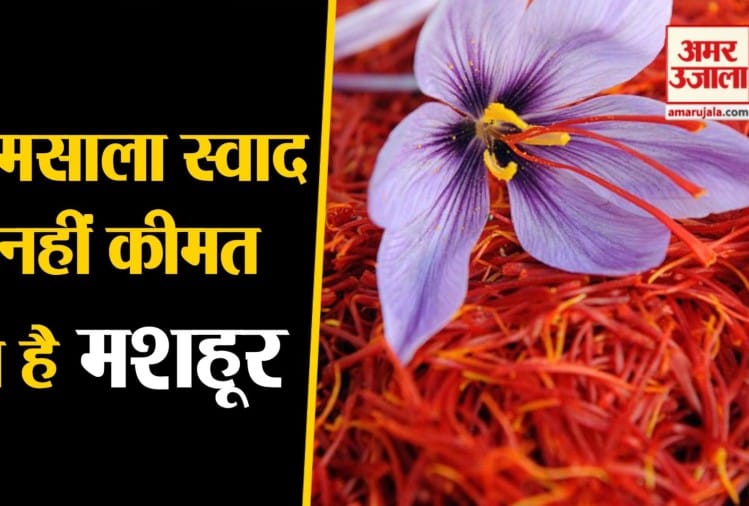 भारत समेत कई देशों में पैदा होने वाला केसर क्यों है खास Know About