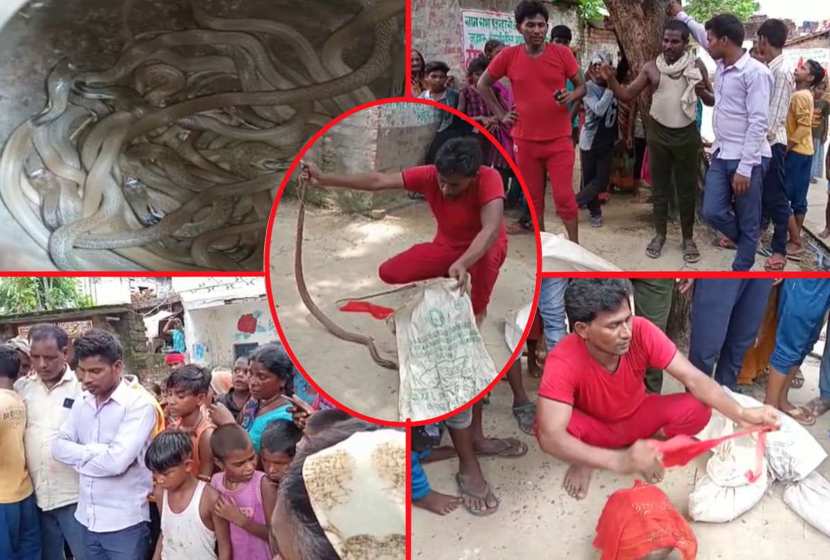 40 snakes and 90 eggs getting in house in Sant Kabir nagar