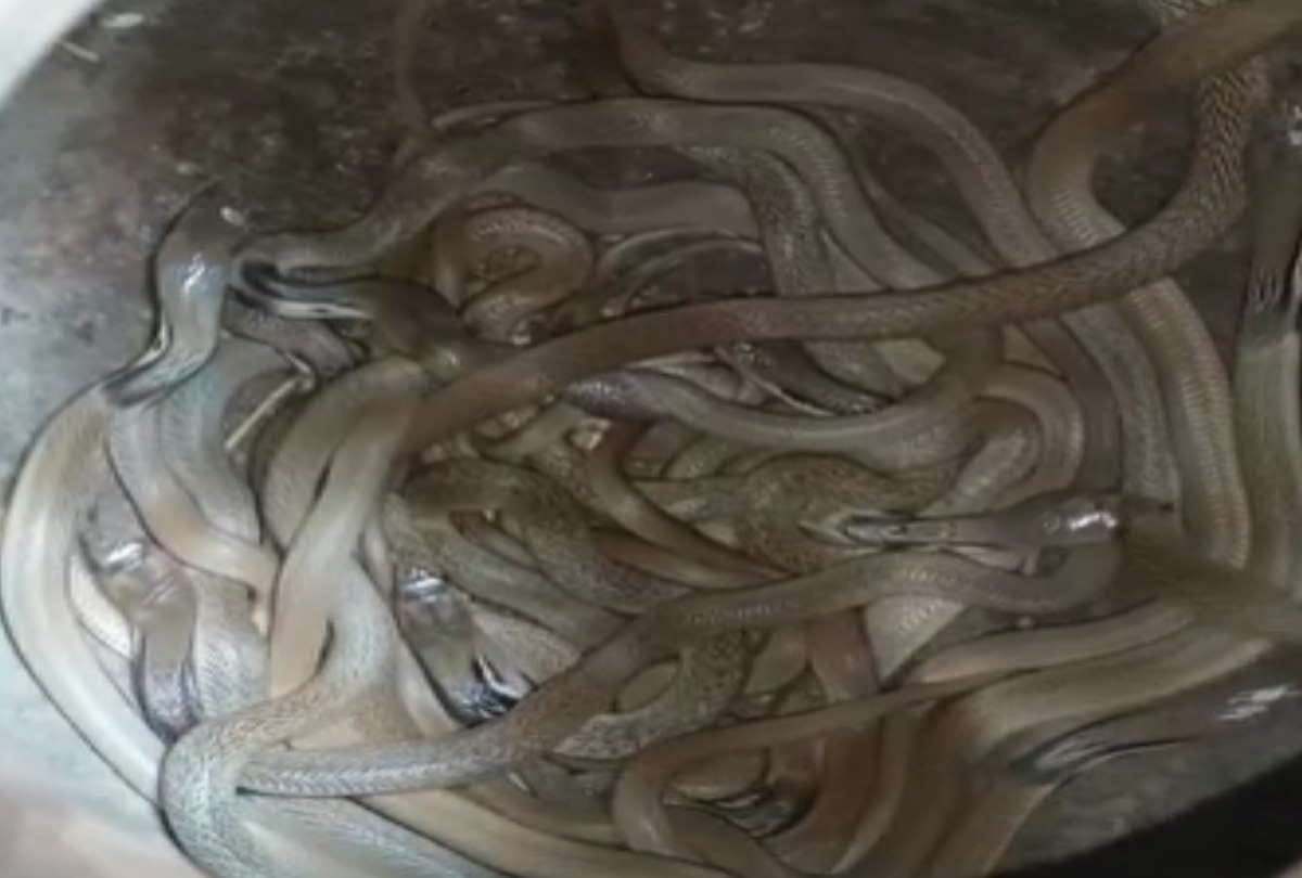 40 snakes and 90 eggs getting in house in Sant Kabir nagar
