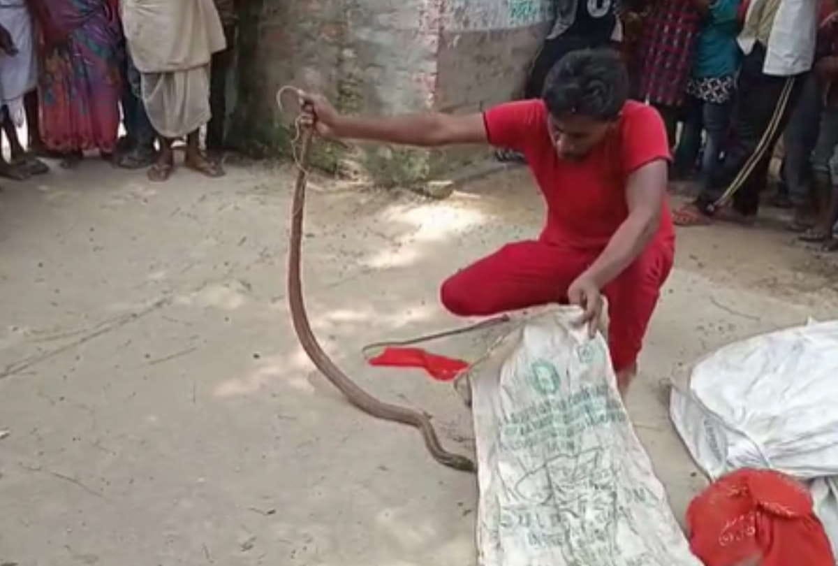 40 snakes and 90 eggs getting in house in Sant Kabir nagar