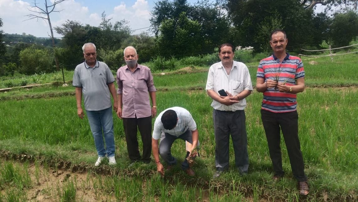 A seed was sown in the fields, green and red varieties grew