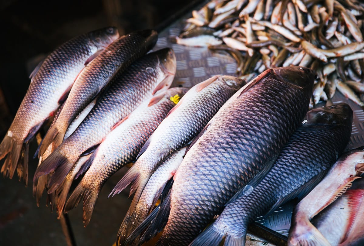 Odisha: More than one quintal dead fish found in pond, water and fish samples collected for investigation