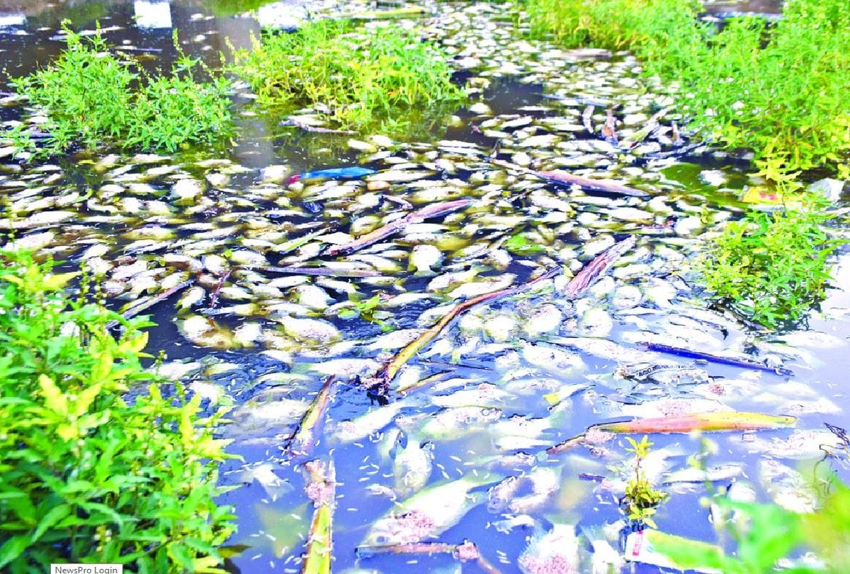 lakhs of fish died in Yamuna due to pollution