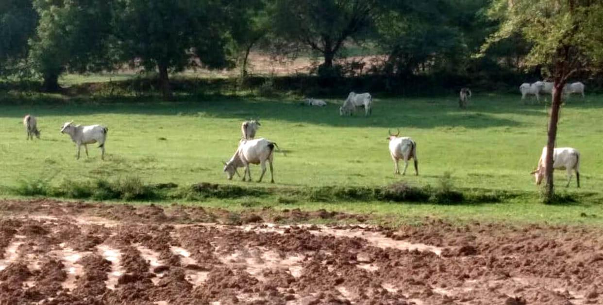 civic,hamirpur news,animal