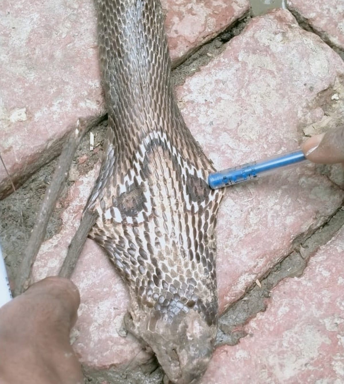 Woman died by snake bites in chandauli