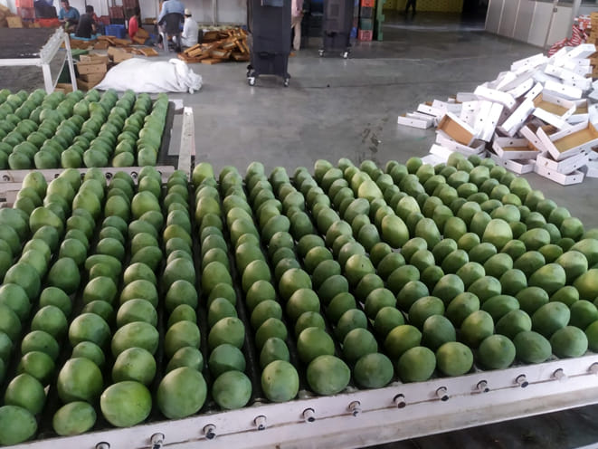 Now Bhutanese will taste the mango of Saharanpur