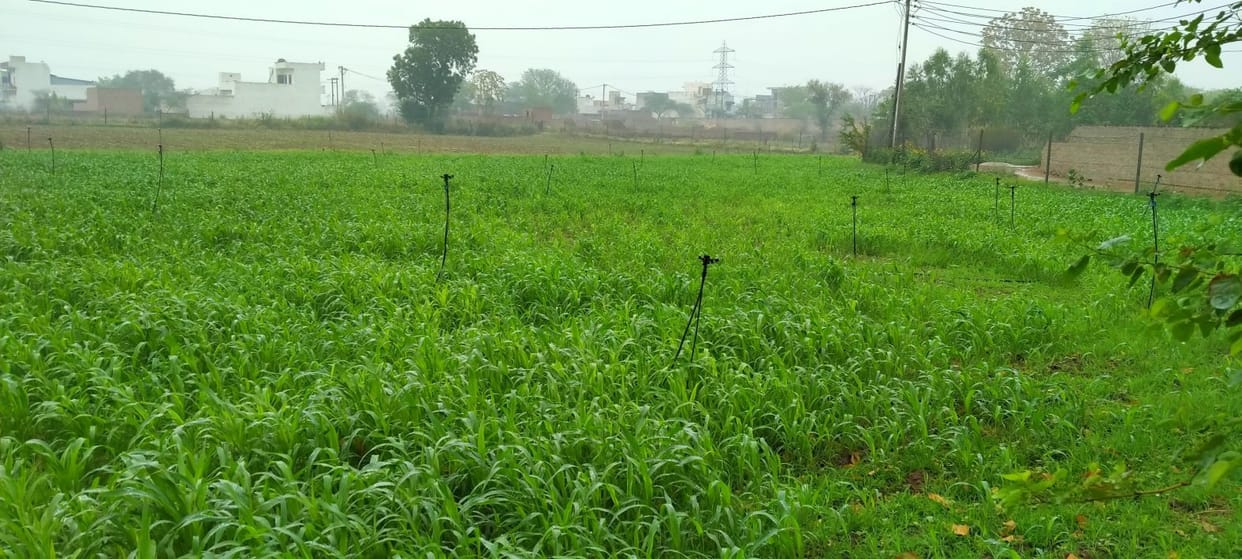 Monsoon: 107 mm of rain saved 15 crore diesel, farmers said - Ramji nai kardi fun