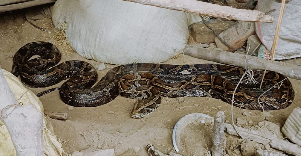 15 feet giant python entered the house