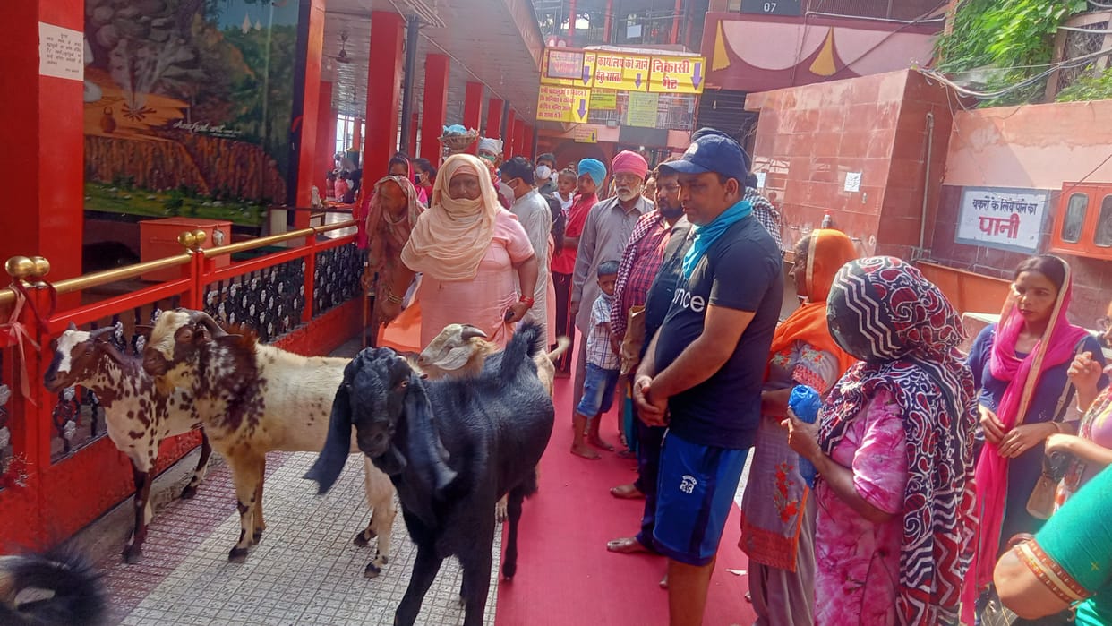 Seven thousand devotees visited the court of Navaya Baba