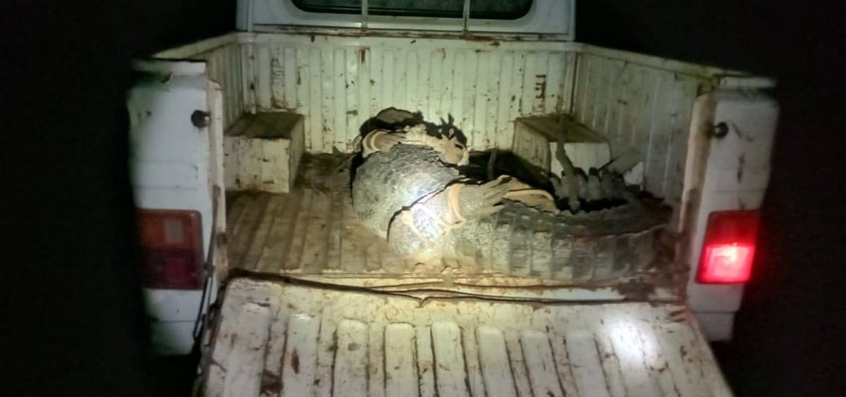 giant crocodile found in house of village in sonbhadra forest department caught
