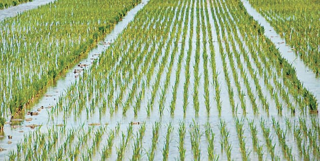 Crisis on paddy crop, so far only 50 percent transplanting