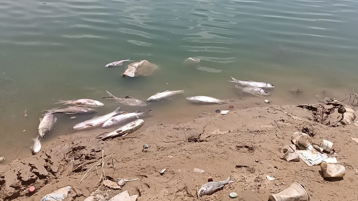 Dead fish found on the banks of the pond in Jafrabad