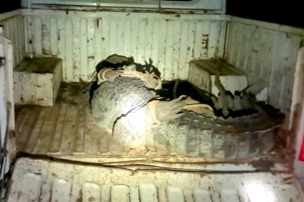 The crocodile was sitting in the house, the forest department caught it after trying for hours