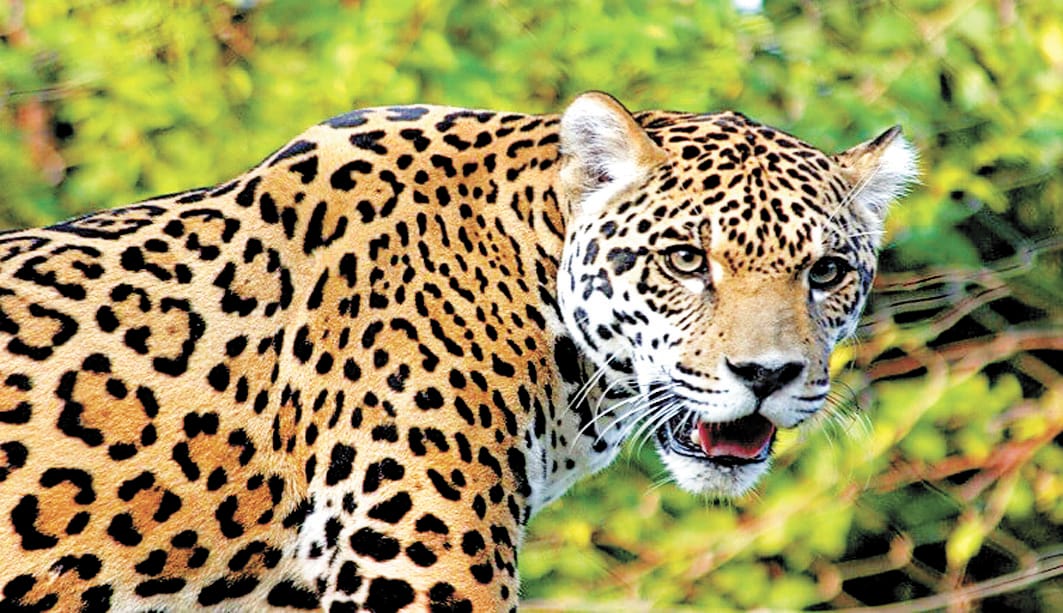 Forensic test proved the hair found on the spot belonged to a leopord