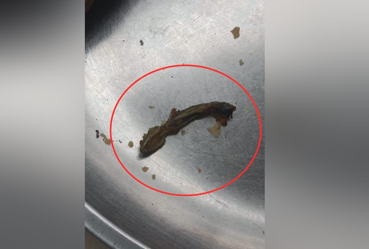 Himachal News: lizard in samosa at a shop in solan himachal pradesh