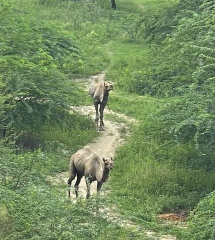 Crores looted in the name of Sports City, now camels roaming there