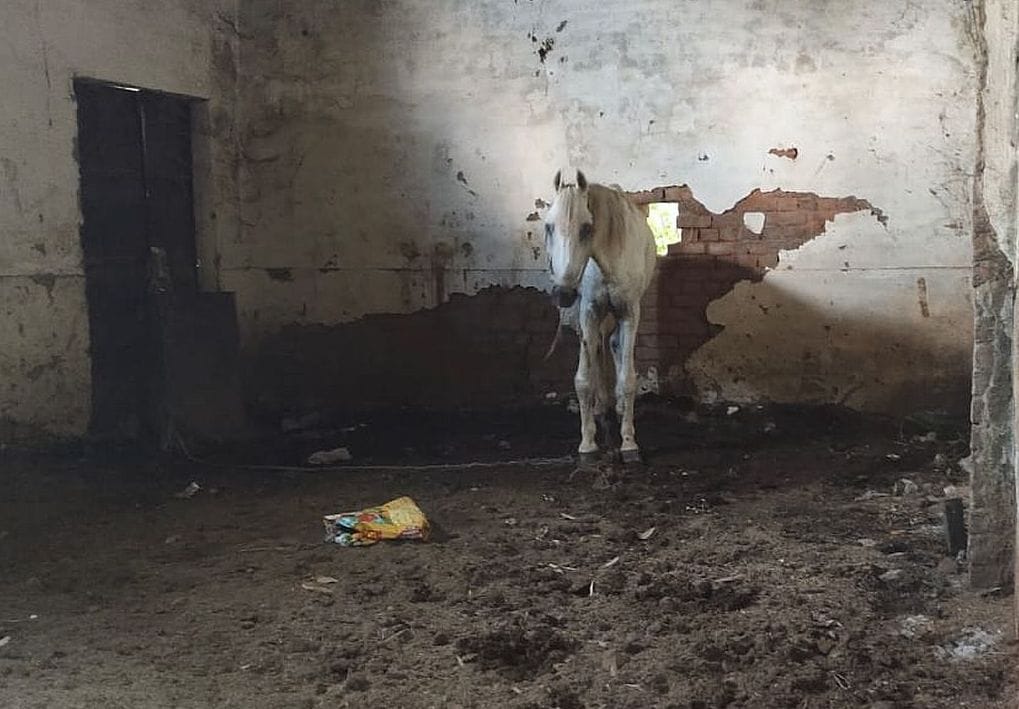 Man died after accident with cattle