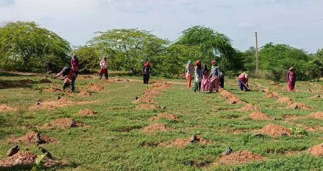 6600 saplings planted under Aravali project in Rajgarh
