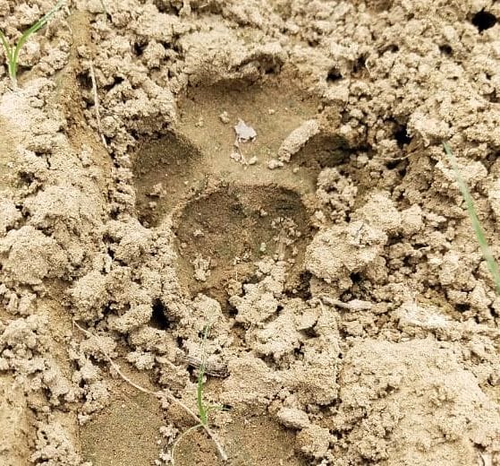 Signs of wild animals seen, panic in 20 villages