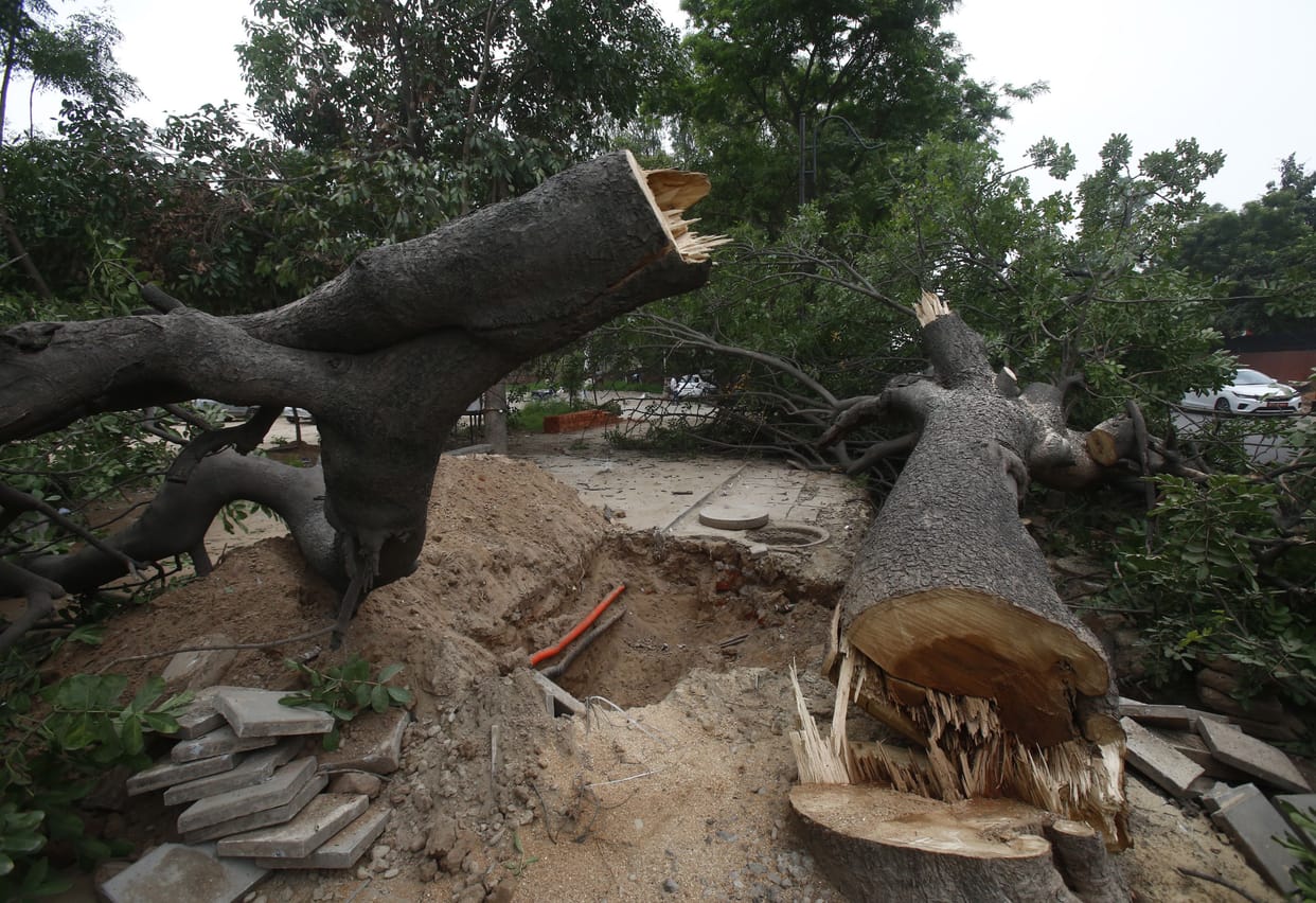 Green trees cut in the name of road widening