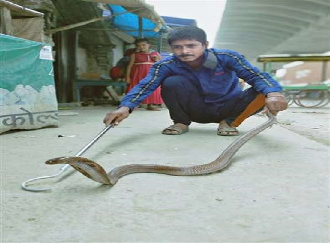 Meet snake man of Varanasi mirzamurad ratan venomous snakes bow down in front of him see photos