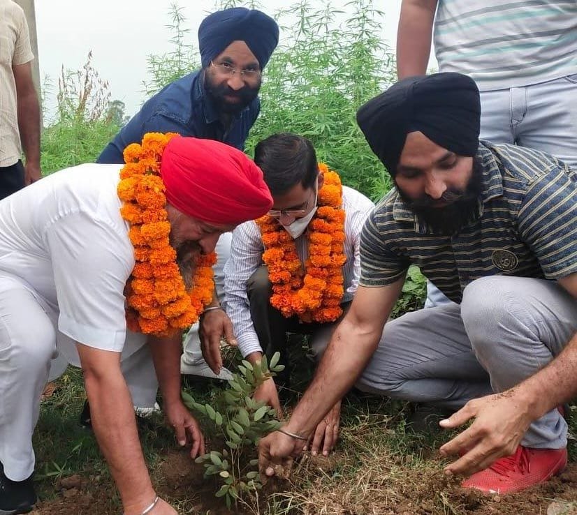 tree plantation