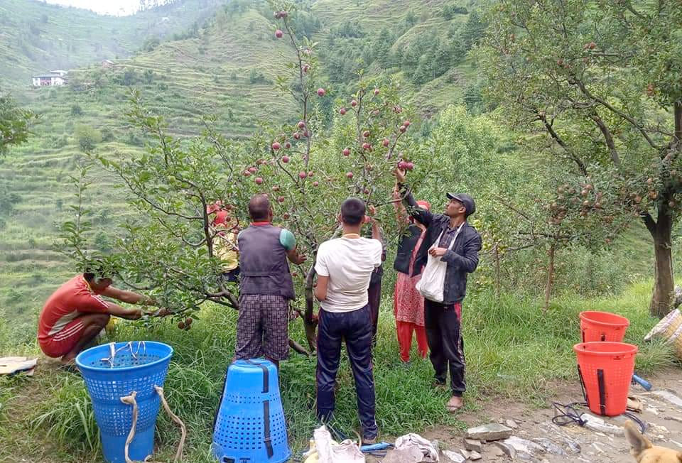 Gala apple boom in Bandrol vegetable market