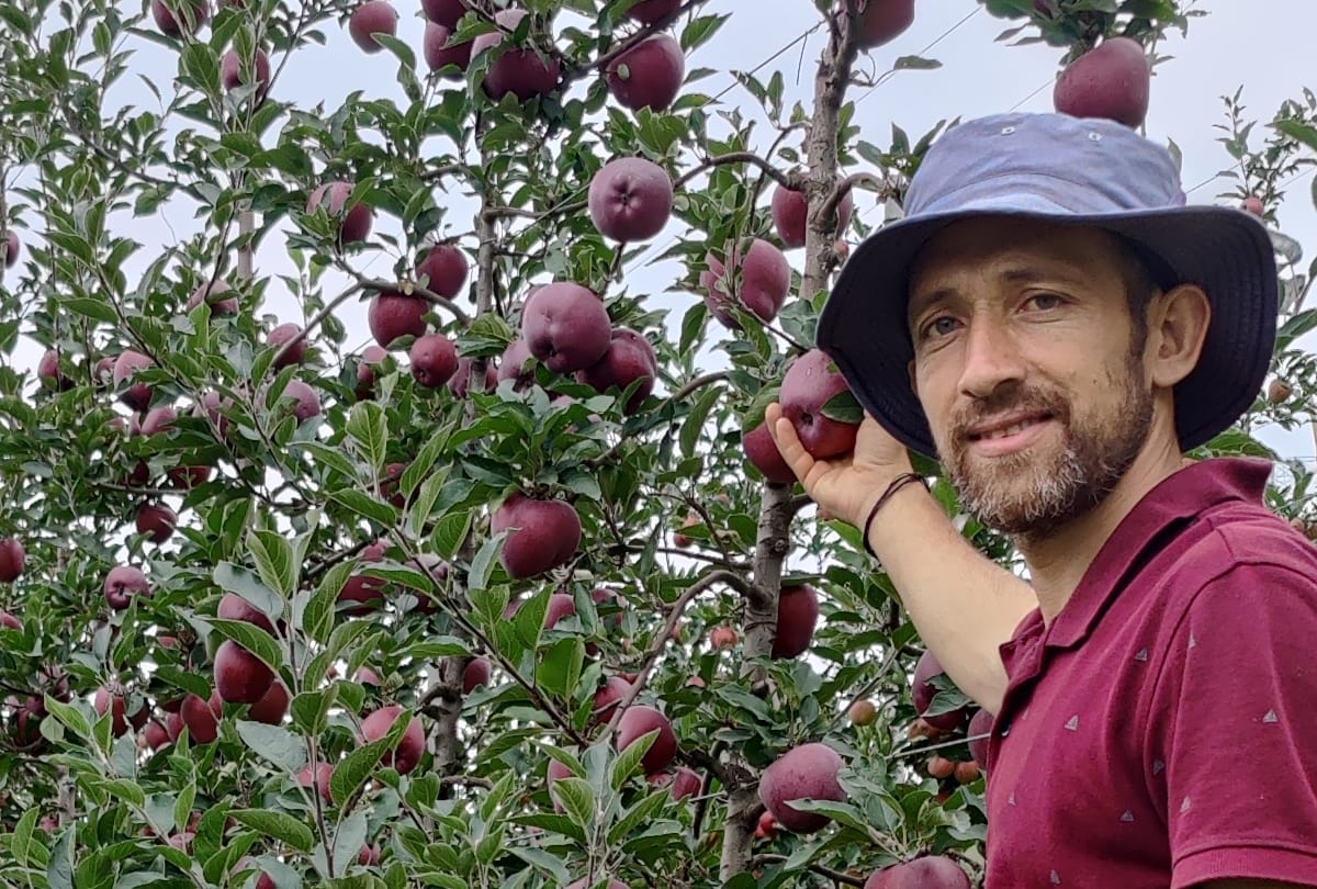 himachal News: himachal apple export to Dubai in air cargo