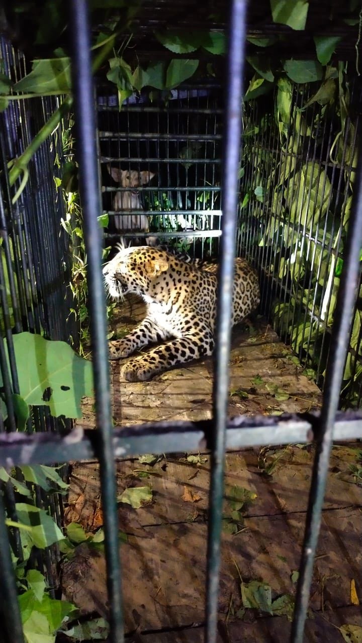 Leopard became synonymous with terror trapped in cage