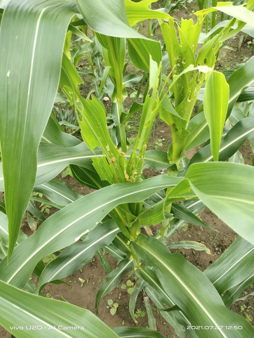 agriculture