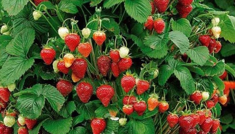 strawberry