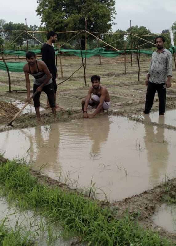 rain,firozabad farmers,chilli farmers,chilli cultivation,narakhi farmers,firozabad crops,mirch ki kheti