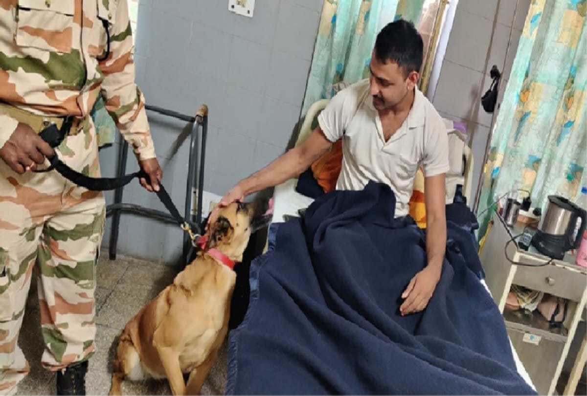 Retired ITBP canines find new role as therapy dogs