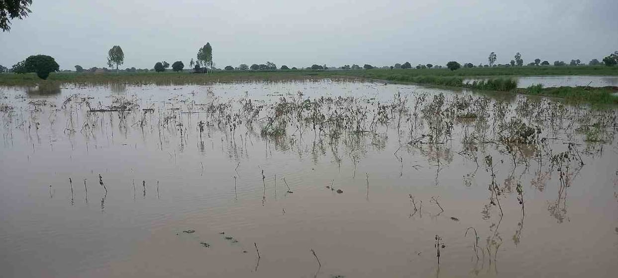 Cotton crop spoiled due to rain water filling in the field, farmers asked for compensation