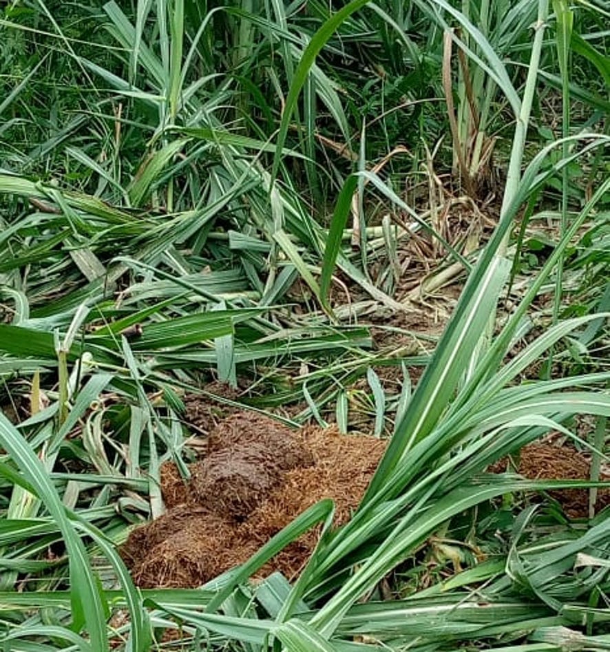 Elephants trample sugarcane crop in Sabalgarh