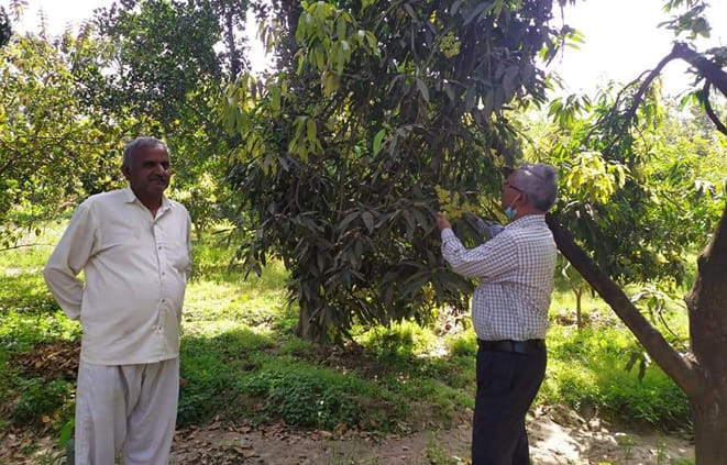 Mango trees have increased infestation of shoot gall pest.