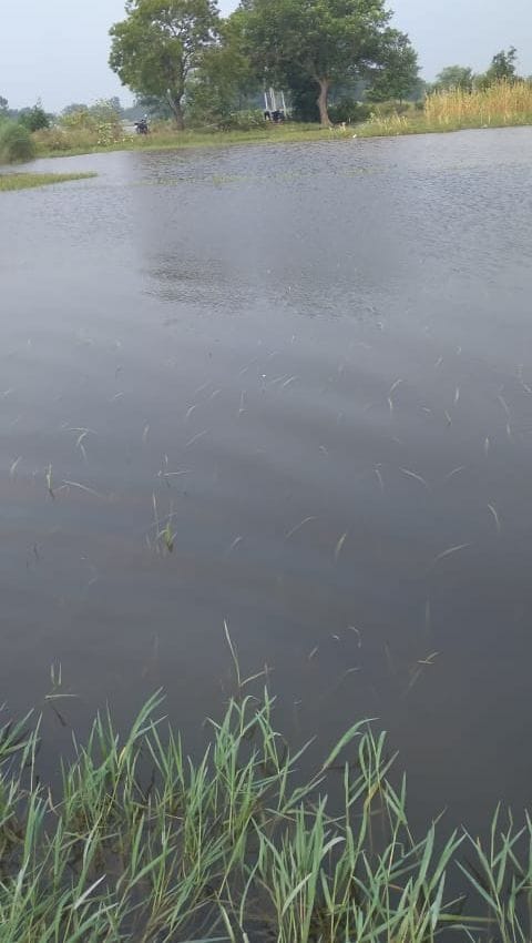 Carelessness on farmers, hundreds of acres of crops submerged