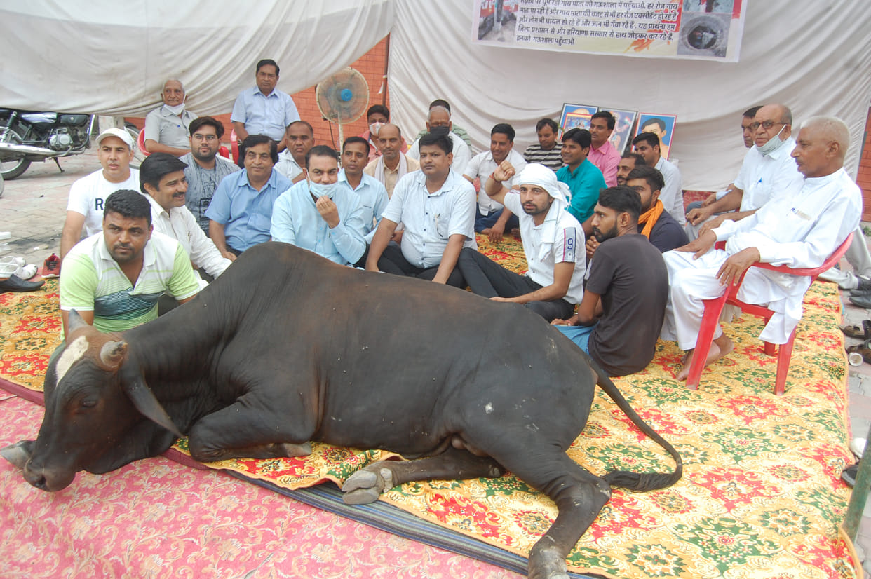 Problem of unclaimed animals, people's strike continues