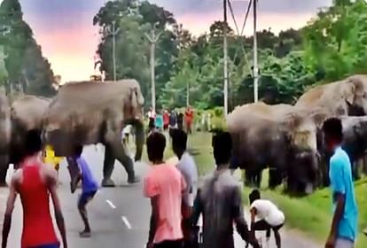 Assam elephant killed a man when crowd teases a herd of elephants video viral