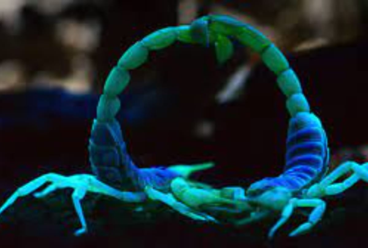Nature Conservation Day these 6 web series show how our planet amazing