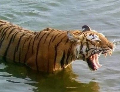Tiger Day: Number of tigers increased in Amangarh and Corbett Park