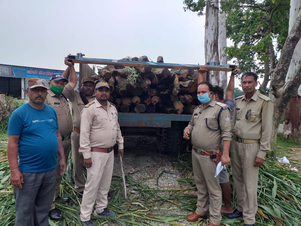 Illegal logs found