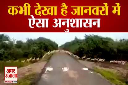 beautiful video from national antelope sanctuary deers seen crossing road in a que